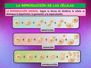 LA REPRODUCCIÓN DE LAS CÉLULAS
LA REPRODUCCIÓN ASEXUAL. Según la forma de dividirse la célula se
distingue la bipartición, la gemación y la esporulación.
BIPARTICIÓN
GEMACIÓN
ESPORULACIÓN
 