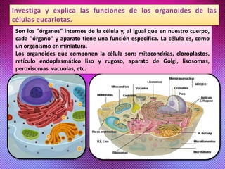 Son los "órganos" internos de la célula y, al igual que en nuestro cuerpo,
cada "órgano" y aparato tiene una función específica. La célula es, como
un organismo en miniatura.
Los organoides que componen la célula son: mitocondrias, cloroplastos,
retículo endoplasmático liso y rugoso, aparato de Golgi, lisosomas,
peroxisomas vacuolas, etc.
 