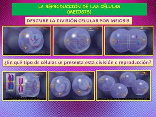 LA REPRODUCCIÓN DE LAS CÉLULAS
(MEIOSIS)
 