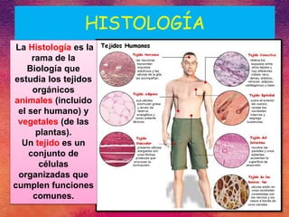 HISTOLOGÍA
La Histología es la
rama de la
Biología que
estudia los tejidos
orgánicos
animales (incluido
el ser humano) y
vegetales (de las
plantas).
Un tejido es un
conjunto de
células
organizadas que
cumplen funciones
comunes.
 
