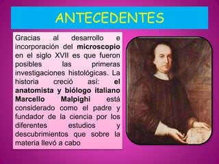 ANTECEDENTES
Gracias al desarrollo e
incorporación del microscopio
en el siglo XVII es que fueron
posibles las primeras
investigaciones histológicas. La
historia creció así: el
anatomista y biólogo italiano
Marcello Malpighi está
considerado como el padre y
fundador de la ciencia por los
diferentes estudios y
descubrimientos que sobre la
materia llevó a cabo
 
