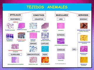 TEJIDOS ANIMALES
 