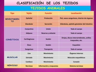 TEJIDOS ANIMALES
Tipo Tejido Función Localización
REVESTIMIEN
TO
Epitelial Protección Piel, vasos sanguíneos, interior de órganos
Glandular Secreción Glándulas, epitelio glandular del intestino
CONECTIVOS
Conjuntivo Unión Todo el cuerpo
Adiposo Reserva y aislante Todo el cuerpo
Cartilaginoso Sostén
Orejas, discos intervertebrales, anillos
traqueales, etc.
Óseo Sostén Esqueleto
Sanguíneo Transporte Todo el cuerpo
MUSCULAR
Liso Movimiento Órganos internos
Estriado Movimiento Músculos esqueléticos
Cardíaco Movimiento Corazón
NERVIOSO Nervioso Información y respuestas Sistema nervioso
 