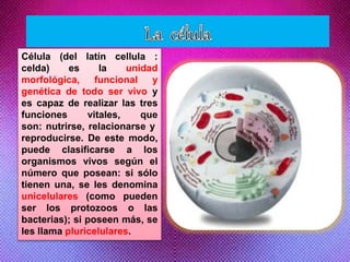 Célula (del latín cellula :
celda) es la unidad
morfológica, funcional y
genética de todo ser vivo y
es capaz de realizar las tres
funciones vitales, que
son: nutrirse, relacionarse y
reproducirse. De este modo,
puede clasificarse a los
organismos vivos según el
número que posean: si sólo
tienen una, se les denomina
unicelulares (como pueden
ser los protozoos o las
bacterias); si poseen más, se
les llama pluricelulares.
 