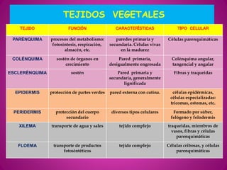 TEJIDOS VEGETALES
TEJIDO FUNCIÓN CARACTERÍSTICAS TIPO CELULAR
PARÉNQUIMA procesos del metabolismo:
fotosíntesis, respiración,
almacén, etc.
paredes primaria y
secundaria. Células vivas
en la madurez
Células parenquimáticas
COLÉNQUIMA sostén de órganos en
crecimiento
Pared primaria,
desigualmente engrosada
Colénquima angular,
tangencial y angular
ESCLERÉNQUIMA sostén Pared primaria y
secundaria, generalmente
lignificada
Fibras y traqueidas
EPIDERMIS protección de partes verdes pared externa con cutina. células epidérmicas,
células especializadas:
tricomas, estomas, etc.
PERIDERMIS protección del cuerpo
secundario
diversos tipos celulares Formado por súber,
felógeno y felodermis
XILEMA transporte de agua y sales tejido complejo traqueidas, miembros de
vasos, fibras y células
parenquimáticas
FLOEMA transporte de productos
fotosintéticos
tejido complejo Células cribosas, y células
parenquimáticas
 