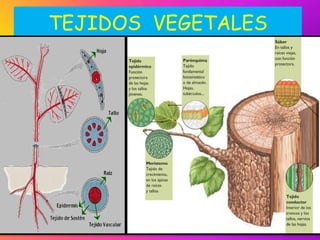 TEJIDOS VEGETALES
 