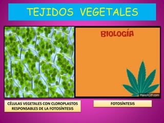 TEJIDOS VEGETALES
CÉLULAS VEGETALES CON CLOROPLASTOS
RESPONSABLES DE LA FOTOSÍNTESIS
FOTOSÍNTESIS
 