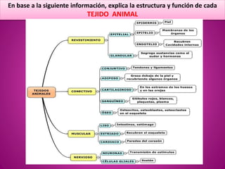 En base a la siguiente información, explica la estructura y función de cada
TEJIDO ANIMAL
 