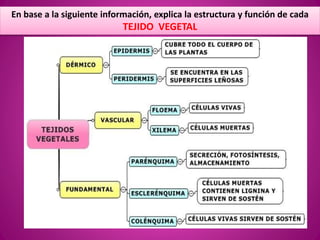 En base a la siguiente información, explica la estructura y función de cada
TEJIDO VEGETAL
 