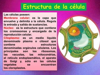 Estructura de la célula
Las células poseen:
Membrana celular: es la capa que
envuelve y delimita a la célula. Regula
la entrada y salida de sustancias.
Núcleo: es la estructura que contiene
los cromosomas y encargado de la
reproducción celular.
Citoplasma: es un medio líquido
denominado plasma o citosol que
contiene estructuras
denominadas orgánulos celulares. Los
principales son los ribosomas,
las vacuolas, las mitocondrias,
el retículo endoplasmático, el aparato
de Golgi y, sólo en las células
vegetales se encuentran
los cloroplastos.
 