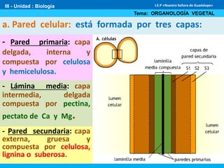 III - Unidad : Biología
Tema: ORGANOLOGÍA VEGETAL
I.E.P «Nuestra Señora de Guadalupe»
a. Pared celular: está formada por tres capas:
- Pared primaria: capa
delgada, interna y
compuesta por celulosa
y hemicelulosa.
- Pared secundaria: capa
externa, gruesa y
compuesta por celulosa,
lignina o suberosa.
- Lámina media: capa
intermedia, delgada
compuesta por pectina,
pectato de Ca y Mg.
 