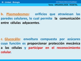 III - Unidad : Biología
Tema: ORGANOLOGÍA VEGETAL
I.E.P «Nuestra Señora de Guadalupe»
b. Plasmodesmos: orificios que atraviesan las
paredes celulares, lo cual permite la comunicación
entre células adyacentes.
c. Glucocálix: envoltura compuesta por azúcares
cuya función es proporcionar protección mecánica
a las células y participar en el reconocimiento
celular.
 