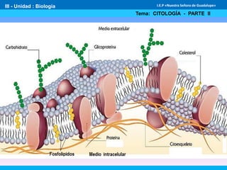 III - Unidad : Biología
Tema: CITOLOGÍA - PARTE II
I.E.P «Nuestra Señora de Guadalupe»
 