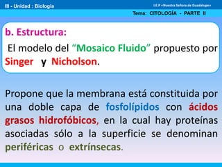 III - Unidad : Biología
Tema: CITOLOGÍA - PARTE II
I.E.P «Nuestra Señora de Guadalupe»
b. Estructura:
El modelo del “Mosaico Fluido” propuesto por
Singer y Nicholson.
Propone que la membrana está constituida por
una doble capa de fosfolípidos con ácidos
grasos hidrofóbicos, en la cual hay proteínas
asociadas sólo a la superficie se denominan
periféricas o extrínsecas.
 