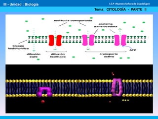 III - Unidad : Biología
Tema: CITOLOGÍA - PARTE II
I.E.P «Nuestra Señora de Guadalupe»
 