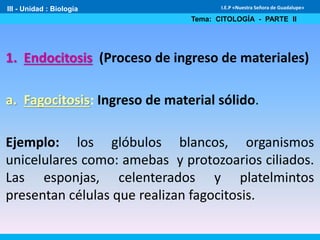 III - Unidad : Biología
Tema: CITOLOGÍA - PARTE II
I.E.P «Nuestra Señora de Guadalupe»
1. Endocitosis (Proceso de ingreso de materiales)
a. Fagocitosis: Ingreso de material sólido.
Ejemplo: los glóbulos blancos, organismos
unicelulares como: amebas y protozoarios ciliados.
Las esponjas, celenterados y platelmintos
presentan células que realizan fagocitosis.
 