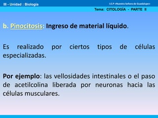 III - Unidad : Biología
Tema: CITOLOGÍA - PARTE II
I.E.P «Nuestra Señora de Guadalupe»
b. Pinocitosis: Ingreso de material líquido.
Es realizado por ciertos tipos de células
especializadas.
Por ejemplo: las vellosidades intestinales o el paso
de acetilcolina liberada por neuronas hacia las
células musculares.
 