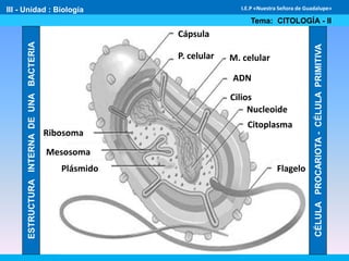 III - Unidad : Biología
Tema: CITOLOGÍA - II
I.E.P «Nuestra Señora de Guadalupe»
Cápsula
P. celular M. celular
ADN
Cilios
Nucleoide
Citoplasma
Flagelo
Ribosoma
Mesosoma
Plásmido
ESTRUCTURAINTERNADEUNABACTERIA
CÉLULAPROCARIOTA-CÉLULAPRIMITIVA
 