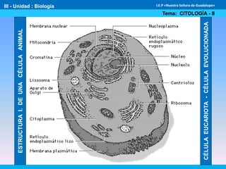 III - Unidad : Biología
Tema: CITOLOGÍA - II
I.E.P «Nuestra Señora de Guadalupe»
ESTRUCTURAI.DEUNACÉLULAANIMAL
CÉLULAEUCARIOTA-CÉLULAEVOLUCIONADA
 