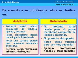 De acuerdo a su nutrición, la célula se clasifica
en:
III - Unidad : Biología
Tema: CITOLOGÍA - II
I.E.P «Nuestra Señora de Guadalupe»
Autótrofa Heterótrofa
- Presenta pared celular
compuesta de celulosa,
lignina y pectatos.
- Posee cloroplasto donde
tiene lugar la fotosíntesis.
- Posee una vacuola grande
que almacena sustancias
de reserva.
- Ejemplo: algas, microalgas,
arbustos, hierbas, etc.
- No presenta pared
celular, pero si posee
membrana compuesta de
lípidos y proteínas.
- No presenta cloroplasto.
- Posee varias vacuolas
pero son muy pequeñas.
- Ejemplo: protozoarios,
hongos y otros animales.
 