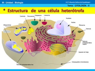 III - Unidad : Biología
Tema: CITOLOGÍA - II
I.E.P «Nuestra Señora de Guadalupe»
 