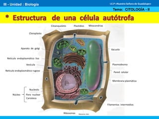 III - Unidad : Biología
Tema: CITOLOGÍA - II
I.E.P «Nuestra Señora de Guadalupe»
Filamentos intermediosFilamentos intermedios
Membrana plasmática
Pared celular
Plasmodesmo
Vacuola
Retículo endoplasmático rugoso
Retículo endoplasmático liso
Aparato de golgi
Cloroplasto
Citoesqueleto Plastidios Mitocondrias
Vesícula
Ribosomas
Carioteca
Poro nuclear
Nucleolo
Núcleo
 