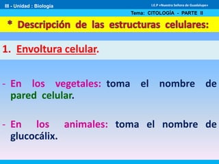 III - Unidad : Biología
Tema: CITOLOGÍA - PARTE II
I.E.P «Nuestra Señora de Guadalupe»
1. Envoltura celular.
- En los vegetales: toma el nombre de
pared celular.
- En los animales: toma el nombre de
glucocálix.
 