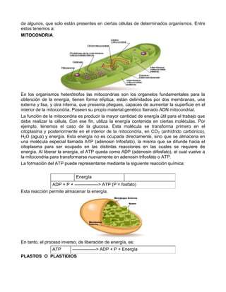 de algunos, que solo están presentes en ciertas células de determinados organismos. Entre
estos tenemos a:
MITOCONDRIA
En los organismos heterótrofos las mitocondrias son los organelos fundamentales para la
obtención de la energía, tienen forma elíptica, están delimitados por dos membranas, una
externa y lisa, y otra interna, que presenta pliegues, capaces de aumentar la superficie en el
interior de la mitocondria. Poseen su propio material genético llamado ADN mitocondrial.
La función de la mitocondria es producir la mayor cantidad de energía útil para el trabajo que
debe realizar la célula. Con ese fin, utiliza la energía contenida en ciertas moléculas. Por
ejemplo, tenemos el caso de la glucosa. Esta molécula se transforma primero en el
citoplasma y posteriormente en el interior de la mitocondria, en CO2 (anhídrido carbónico),
H2O (agua) y energía. Esta energía no es ocupada directamente, sino que se almacena en
una molécula especial llamada ATP (adenosin trifosfato), la misma que se difunde hacia el
citoplasma para ser ocupado en las distintas reacciones en las cuales se requiere de
energía. Al liberar la energía, el ATP queda como ADP (adenosin difosfato), el cual vuelve a
la mitocondria para transformarse nuevamente en adenosin trifosfato o ATP.
La formación del ATP puede representarse mediante la siguiente reacción química:
Energía
ADP + P + ----------------> ATP (P = fosfato)
Esta reacción permite almacenar la energía.
En tanto, el proceso inverso, de liberación de energía, es:
ATP ----------------> ADP + P + Energía
PLASTOS O PLASTIDIOS
 