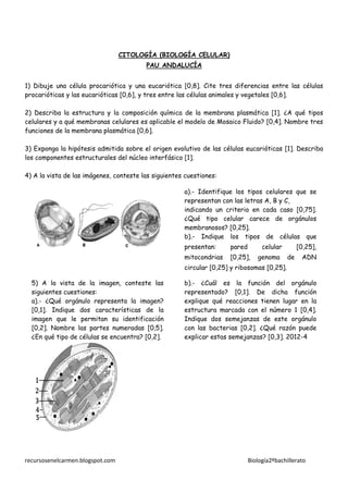 CITOLOGÍA (BIOLOGÍA CELULAR)
PAU ANDALUCÍA
1) Dibuje una célula procariótica y una eucariótica [0,8]. Cite tres diferencias entre las células
procarióticas y las eucarióticas [0,6], y tres entre las células animales y vegetales [0,6].
2) Describa la estructura y la composición química de la membrana plasmática [1]. ¿A qué tipos
celulares y a qué membranas celulares es aplicable el modelo de Mosaico Fluido? [0,4]. Nombre tres
funciones de la membrana plasmática [0,6].
3) Exponga la hipótesis admitida sobre el origen evolutivo de las células eucarióticas [1]. Describa
los componentes estructurales del núcleo interfásico [1].
4) A la vista de las imágenes, conteste las siguientes cuestiones:
a).- Identifique los tipos celulares que se
representan con las letras A, B y C,
indicando un criterio en cada caso [0,75].
¿Qué tipo celular carece de orgánulos
membranosos? [0,25].
b).- Indique los tipos de células que
presentan:

pared

celular

mitocondrias

[0,25],

genoma

[0,25],
de

ADN

circular [0,25] y ribosomas [0,25].
5) A la vista de la imagen, conteste las
siguientes cuestiones:
a).- ¿Qué orgánulo representa la imagen?
[0,1]. Indique dos características de la
imagen que le permitan su identificación
[0,2]. Nombre las partes numeradas [0,5].
¿En qué tipo de células se encuentra? [0,2].

recursosenelcarmen.blogspot.com

b).- ¿Cuál es la función del orgánulo
representado? [0,1]. De dicha función
explique qué reacciones tienen lugar en la
estructura marcada con el número 1 [0,4].
Indique dos semejanzas de este orgánulo
con las bacterias [0,2]. ¿Qué razón puede
explicar estas semejanzas? [0,3]. 2012-4

Biología2ºbachillerato

 