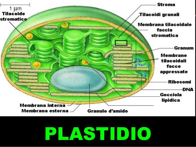 Citología vegetal