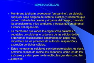 06/12/2023 10
MEMBRANACELULAR.
 Membrana (del latín, membrana, 'pergamino'), en biología,
cualquier capa delgada de material elástico y resistente que
cubre o delimita las células y órganos del cuerpo, o reviste
las articulaciones y los conductos y tractos que se abren al
exterior del organismo.
 La membrana que rodea los organismos animales o
vegetales unicelulares o cada una de las células de los
organismos multicelulares desempeña un papel muy
importante en los procesos de nutrición, respiración y
excreción de dichas células.
 Estas membranas celulares son semipermeables, es decir,
permiten el paso de moléculas pequeñas, como las de los
azúcares y sales, pero no de moléculas grandes como las
proteínas.
 