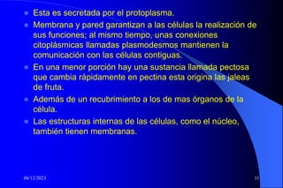 06/12/2023 11
 Esta es secretada por el protoplasma.
 Membrana y pared garantizan a las células la realización de
sus funciones; al mismo tiempo, unas conexiones
citoplásmicas llamadas plasmodesmos mantienen la
comunicación con las células contiguas.
 En una menor porción hay una sustancia llamada pectosa
que cambia rápidamente en pectina esta origina las jaleas
de fruta.
 Además de un recubrimiento a los de mas órganos de la
célula.
 Las estructuras internas de las células, como el núcleo,
también tienen membranas.
 