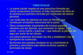 06/12/2023 12
PAREDCELULAR.
 La pared celular vegetal es una estructura formada por
varios compuestos químicos; el más importante de ellos es
la celulosa (un polímero formado por moléculas del azúcar
glucosa).
 Las moléculas de celulosa se unen en fibrillas, que
constituyen el bastidor estructural de la pared.
 Otros componentes importantes de muchas paredes
celulares son las ligninas, que aumentan la rigidez, y las
ceras —como cutina y suberina— que reducen la pérdida de
agua por parte de las células.
 Los plasmodesmos atraviesan las dos y establecen vías de
transporte de sustancias.
 Se forman dos paredes celulares en su crecimiento la
primaria y secundaria esta ultima se forma cuando a
terminado de crecer.
 