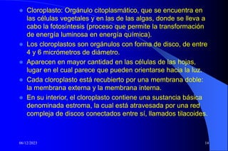06/12/2023 14
 Cloroplasto: Orgánulo citoplasmático, que se encuentra en
las células vegetales y en las de las algas, donde se lleva a
cabo la fotosíntesis (proceso que permite la transformación
de energía luminosa en energía química).
 Los cloroplastos son orgánulos con forma de disco, de entre
4 y 6 micrómetros de diámetro.
 Aparecen en mayor cantidad en las células de las hojas,
lugar en el cual parece que pueden orientarse hacia la luz.
 Cada cloroplasto está recubierto por una membrana doble:
la membrana externa y la membrana interna.
 En su interior, el cloroplasto contiene una sustancia básica
denominada estroma, la cual está atravesada por una red
compleja de discos conectados entre sí, llamados tilacoides.
 