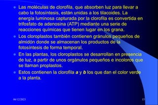 06/12/2023 15
 Las moléculas de clorofila, que absorben luz para llevar a
cabo la fotosíntesis, están unidas a los tilacoides. La
energía luminosa capturada por la clorofila es convertida en
trifosfato de adenosina (ATP) mediante una serie de
reacciones químicas que tienen lugar en los grana.
 Los cloroplastos también contienen gránulos pequeños de
almidón donde se almacenan los productos de la
fotosíntesis de forma temporal.
 En las plantas, los cloroplastos se desarrollan en presencia
de luz, a partir de unos orgánulos pequeños e incoloros que
se llaman proplastos.
 Estos contienen la clorofila a y b los que dan el color verde
a la planta.
 