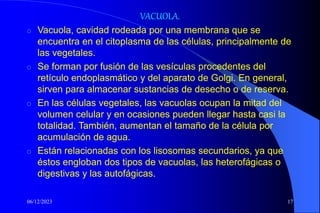 06/12/2023 17
VACUOLA.
o Vacuola, cavidad rodeada por una membrana que se
encuentra en el citoplasma de las células, principalmente de
las vegetales.
o Se forman por fusión de las vesículas procedentes del
retículo endoplasmático y del aparato de Golgi. En general,
sirven para almacenar sustancias de desecho o de reserva.
o En las células vegetales, las vacuolas ocupan la mitad del
volumen celular y en ocasiones pueden llegar hasta casi la
totalidad. También, aumentan el tamaño de la célula por
acumulación de agua.
o Están relacionadas con los lisosomas secundarios, ya que
éstos engloban dos tipos de vacuolas, las heterofágicas o
digestivas y las autofágicas.
 