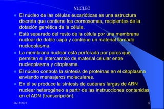 06/12/2023 19
NUCLEO
 El núcleo de las células eucarióticas es una estructura
discreta que contiene los cromosomas, recipientes de la
dotación genética de la célula.
 Está separado del resto de la célula por una membrana
nuclear de doble capa y contiene un material llamado
nucleoplasma.
 La membrana nuclear está perforada por poros que
permiten el intercambio de material celular entre
nucleoplasma y citoplasma.
 El núcleo controla la síntesis de proteínas en el citoplasma
enviando mensajeros moleculares.
 En él se produce la síntesis de cadenas largas de ARN
nuclear heterogéneo a partir de las instrucciones contenidas
en el ADN (transcripción).
 