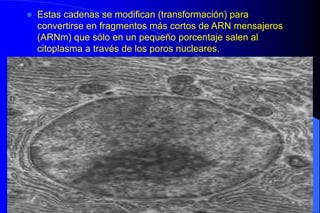06/12/2023 20
 Estas cadenas se modifican (transformación) para
convertirse en fragmentos más cortos de ARN mensajeros
(ARNm) que sólo en un pequeño porcentaje salen al
citoplasma a través de los poros nucleares.
 
