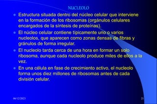 06/12/2023 21
NUCLEOLO
 Estructura situada dentro del núcleo celular que interviene
en la formación de los ribosomas (orgánulos celulares
encargados de la síntesis de proteínas).
 El núcleo celular contiene típicamente uno o varios
nucleolos, que aparecen como zonas densas de fibras y
gránulos de forma irregular.
 El nucleolo tarda cerca de una hora en formar un solo
ribosoma, aunque cada nucleolo produce miles de ellos a la
vez.
 En una célula en fase de crecimiento activo, el nucleolo
forma unos diez millones de ribosomas antes de cada
división celular.
 
