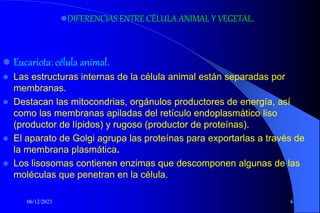 06/12/2023 6
 Eucariota: célula animal.
 Las estructuras internas de la célula animal están separadas por
membranas.
 Destacan las mitocondrias, orgánulos productores de energía, así
como las membranas apiladas del retículo endoplasmático liso
(productor de lípidos) y rugoso (productor de proteínas).
 El aparato de Golgi agrupa las proteínas para exportarlas a través de
la membrana plasmática.
 Los lisosomas contienen enzimas que descomponen algunas de las
moléculas que penetran en la célula.
DIFERENCIAS ENTRE CÉLULA ANIMAL Y VEGETAL.
 