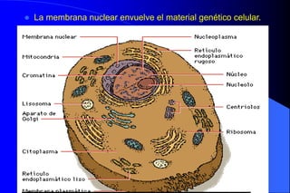 06/12/2023 7
 La membrana nuclear envuelve el material genético celular.
 