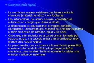 06/12/2023 8
 Eucariota: célula vegetal
 La membrana nuclear establece una barrera entre la
cromatina (material genético) y el citoplasma.
 Las mitocondrias, de interior sinuoso, convierten los
nutrientes en energía que utiliza la planta.
 A diferencia de la célula animal, la vegetal contiene
cloroplastos, unos orgánulos capaces de sintetizar azúcares
a partir de dióxido de carbono, agua y luz solar.
 Otro rasgo diferenciador es la pared celular, formada por
celulosa rígida, y la vacuola única y llena de líquido, muy
grande en la célula vegetal.
 La pared celular, que es externa a la membrana plasmática,
mantiene la forma de la célula y la protege de daños
mecánicos, pero también limita el movimiento celular y la
entrada y salida de materiales.
 
