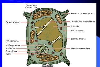 06/12/2023 9
cloroplastos
 