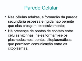 Parede Celular
• Nas células adultas, a formação da parede
secundária espessa e rígida não permite
que elas cresçam excessivamente;
• Há presença de pontos de contato entre
células vizinhas, neles formam-se os
plasmodesmos, pontes citoplasmáticas
que permitem comunicação entre os
citoplasmas.
 