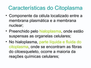 Características do Citoplasma
• Componente da célula localizado entre a
membrana plasmática e a membrana
nuclear;
• Preenchido pelo hialoplasma, onde estão
suspensas as organelas celulares;
• No hialoplasma, parte líquida e fluida do
citoplasma, onde se encontram as fibras
do citoesqueleto, ocorre a maioria da
reações químicas celulares;
 