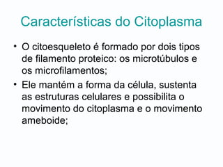 Características do Citoplasma
• O citoesqueleto é formado por dois tipos
de filamento proteico: os microtúbulos e
os microfilamentos;
• Ele mantém a forma da célula, sustenta
as estruturas celulares e possibilita o
movimento do citoplasma e o movimento
ameboide;
 