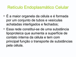 Retículo Endoplasmático Celular
• É a maior organela da célula e é formada
por um conjunto de tubos e vesículas
achatadas interligados e fechados;
• Essa rede constitui-se de uma substância
lipoproteica que aumenta a superfície de
contato interna da célula e tem com
principal função o transporte de substâncias
pela célula.
 