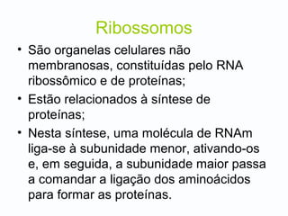 Ribossomos
• São organelas celulares não
membranosas, constituídas pelo RNA
ribossômico e de proteínas;
• Estão relacionados à síntese de
proteínas;
• Nesta síntese, uma molécula de RNAm
liga-se à subunidade menor, ativando-os
e, em seguida, a subunidade maior passa
a comandar a ligação dos aminoácidos
para formar as proteínas.
 