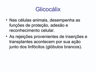 Glicocálix
• Nas células animais, desempenha as
funções de proteção, adesão e
reconhecimento celular.
• As rejeições provenientes de inserções e
transplantes acontecem por sua ação
junto dos linfócitos (glóbulos brancos).
 