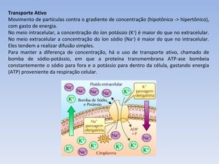 Transporte Ativo Movimento de partículas contra o gradiente de concentração (hipotônico -> hipertônico), com gasto de energia. No meio intracelular, a concentração do íon potássio (K + ) é maior do que no extracelular. No meio extracelular a concentração do íon sódio (Na + ) é maior do que no intracelular. Eles tendem a realizar difusão simples.  Para manter a diferença de concentração, há o uso de transporte ativo, chamado de bomba de sódio-potássio, em que a proteína transmembrana ATP-ase bombeia constantemente o sódio para fora e o potássio para dentro da célula, gastando energia (ATP) proveniente da respiração celular.  